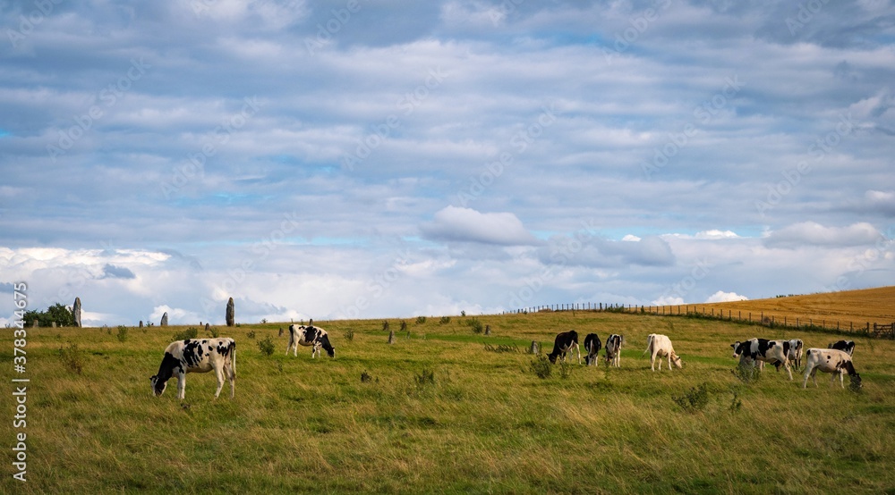 cows grazing near Prehistoric Standing Stones at Avebury in Wiltshire England
