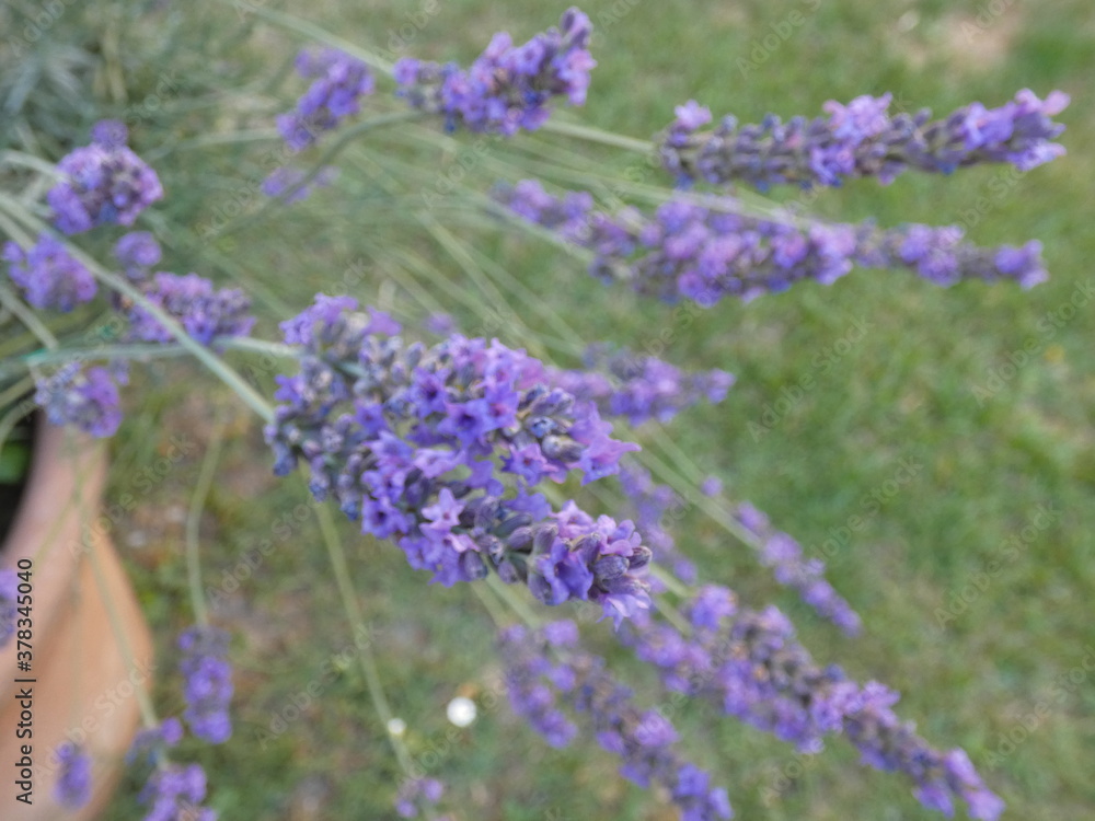 Obraz premium lavender