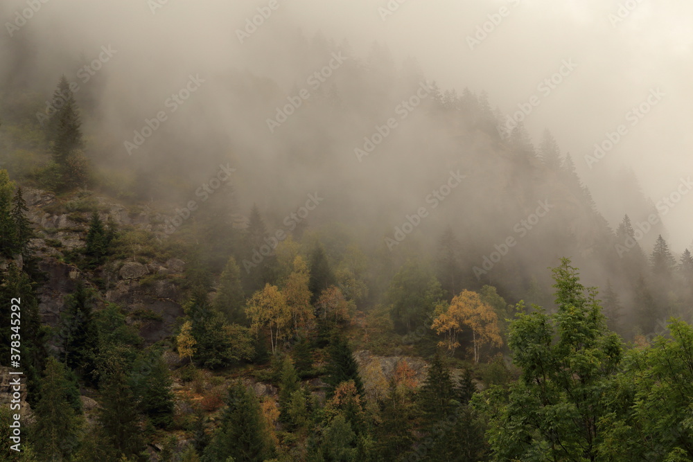 Pini in montagna avvolti dalla nebbia