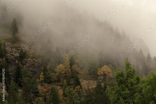 Pini in montagna avvolti dalla nebbia