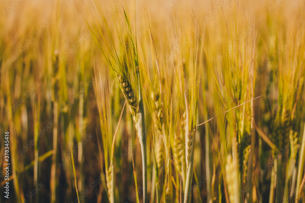 Wheat ear Wheat ear