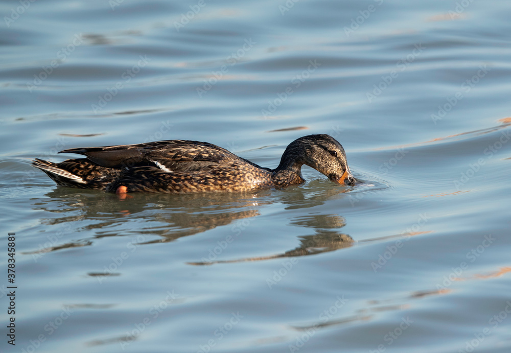 Mallard duck feeding at Tubli bay, Bahrain Mallard duck feeding at Tubli bay, Bahrain