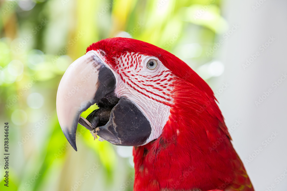 Portrait von einem roten Papagei	
