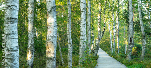 Slika na platnu Wooden footbridge / boardwalk in the green birch forest in the Black Forest in t