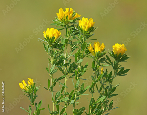 Yellow flowers of Austrian clustered broom, Chamaecytisus austriacus
 photo