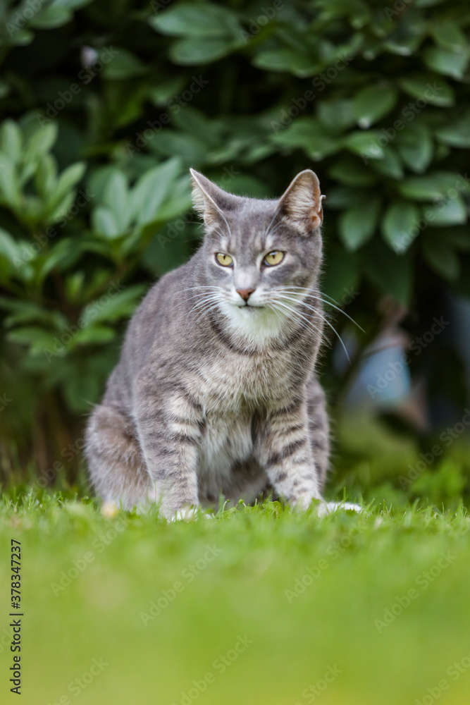 Gray cat sitting on grass.