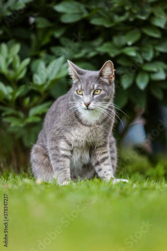 Gray cat sitting on grass. © Artūrs Stiebriņš