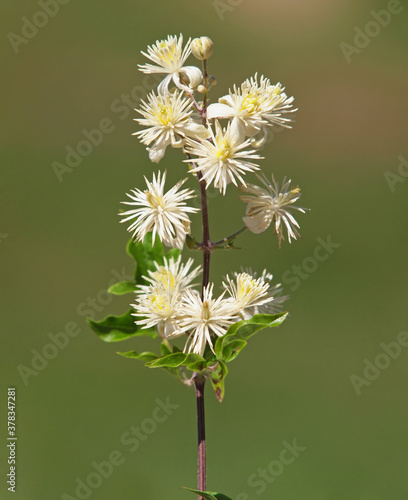 White flowers of Old man s beard or Traveller s joy shrub. Clematis vitalba