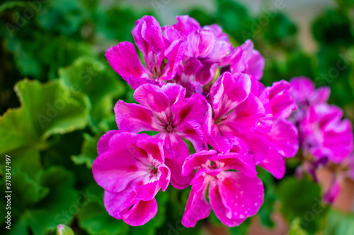 pink and purple flowers