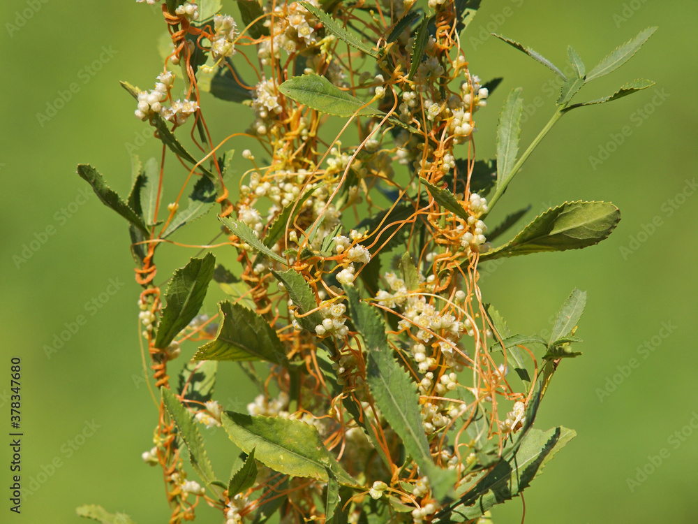 The greater dodder or European dodder, parasitic plant. Cuscuta europaea The greater dodder or European dodder, parasitic plant. Cuscuta europaea