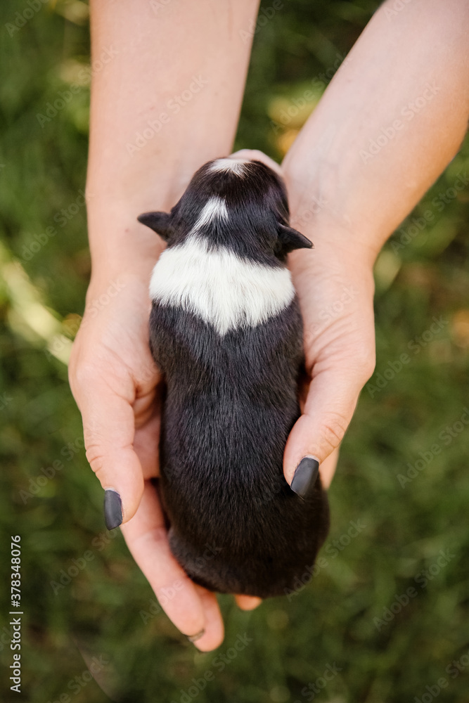Newborn border collie puppy in the palms
