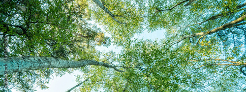 Fresh green birch trees (Betulaceae ) with blue sky. Forest summer sprig nature landscape background banner wide panoramic panorama