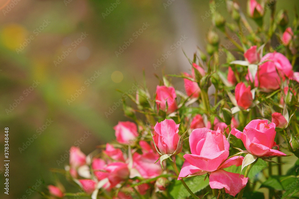 Pink roses corner in the garden