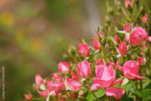 Pink roses corner in the garden