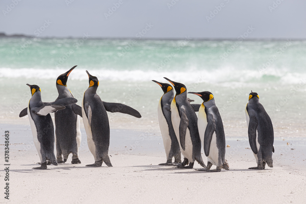 Obraz premium Group of King Penguins on the beach on a windy day, Falkland Islands