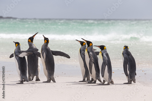 Group of King Penguins on the beach on a windy day  Falkland Islands