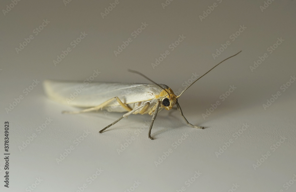 Fototapeta premium Nahansicht eines Schmetterlings - Weißgrauer Flechtenbärchen