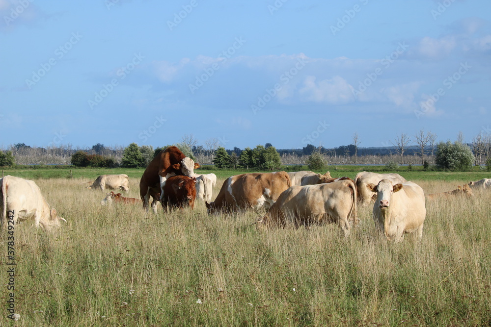 weiße und braune Kühe und Bulle auf der Weide
