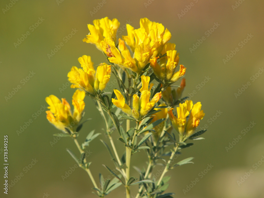 Fototapeta premium Yellow flowers of Austrian clustered broom, Chamaecytisus austriacus