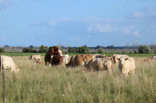 weiße und braune Kühe und Bulle auf der Weide © ReNi