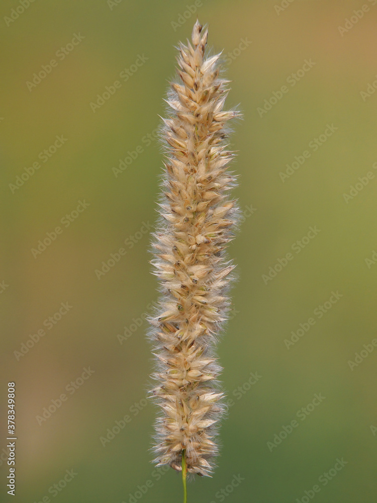 Fluffy ears of grass known as the hairy melic or silky spike melic bunchgrass. Melica ciliata
