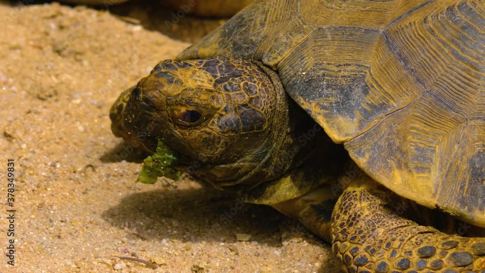 Close up of turtle moving his mouth Close up of turtle moving his mouth