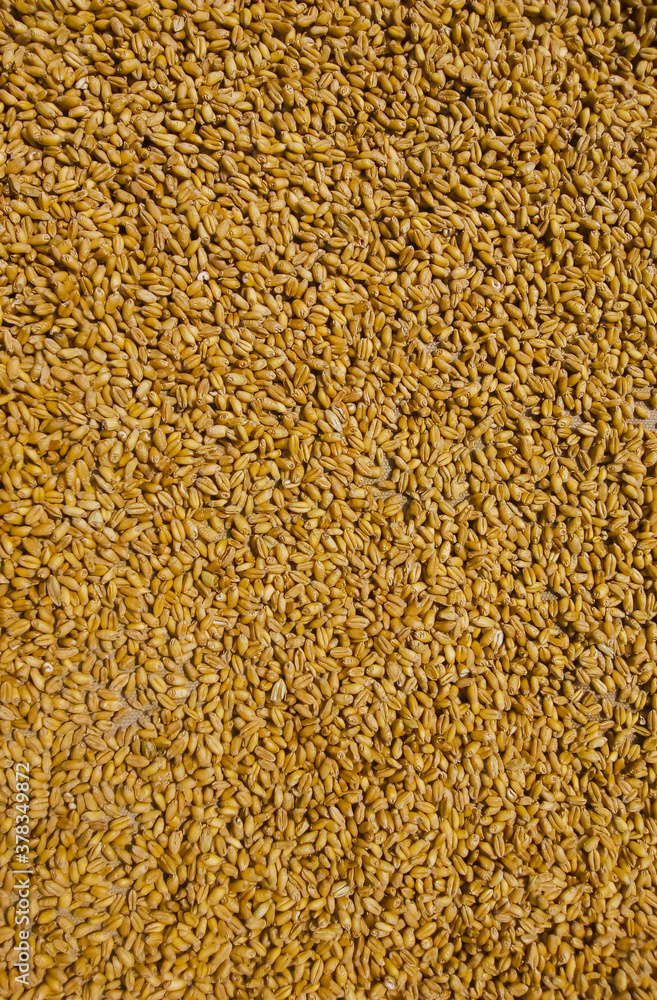 Beautiful portrait view of wheat grain Beautiful portrait view of wheat grain