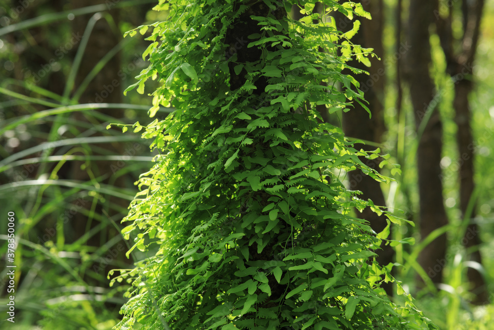 Parasitic vine wrapped around tree trunk in tropical forest