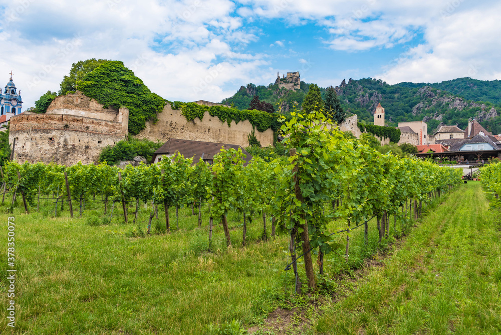 Weingarten bei Dürnstein an der Donau