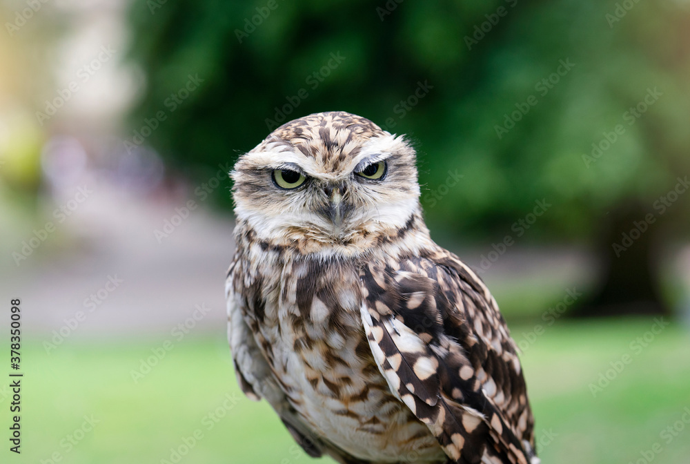 Naklejka premium Cropped shot of eagle-owl with a funny eyes looking at camera, Cute wild bird with blurry nature background.