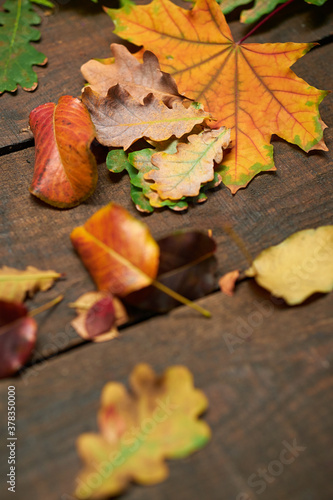 autumn still life in rustic style as a background - leaves on a wooden boards