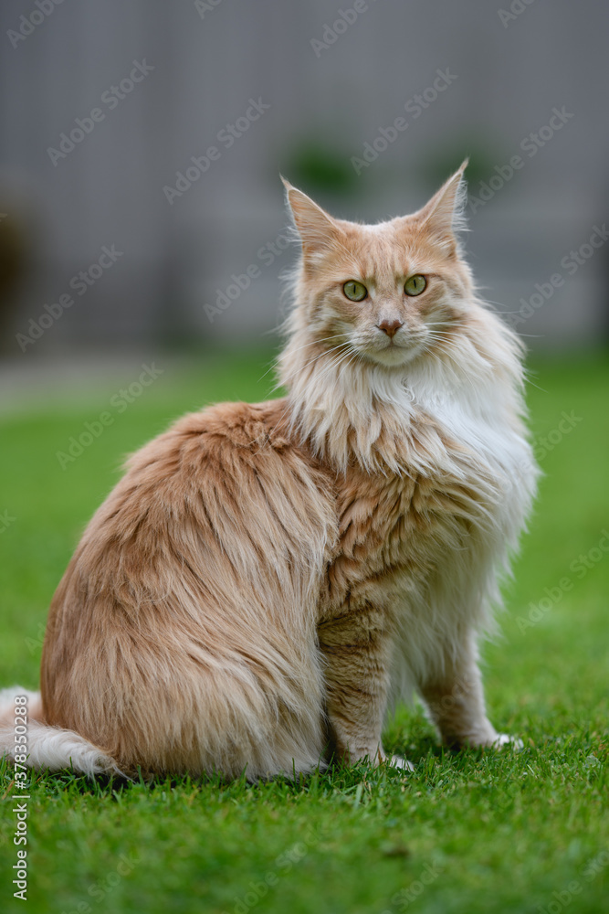 Ginger Maine Coon. A Maine Coon female cat outside in the garden looking at something in the distance.