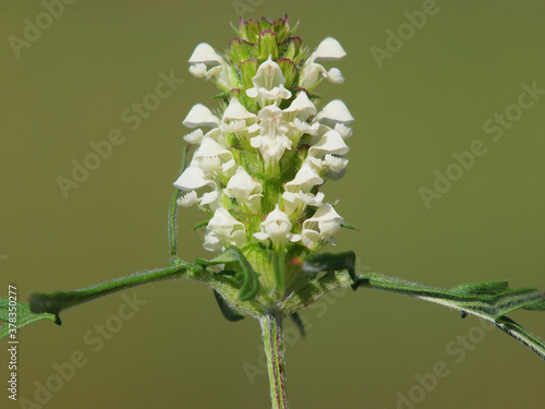 White flower of cutleaf selfheal. Prunella laciniata
 photo