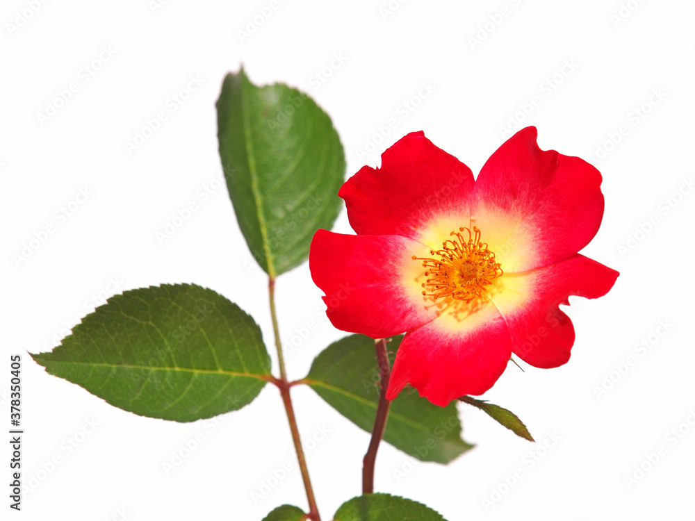 Single red rose flower isolated on white background. Rosa rubiginosa
Single red rose flower isolated on white background. Rosa rubiginosa