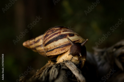Achatina snail crawling on a tree