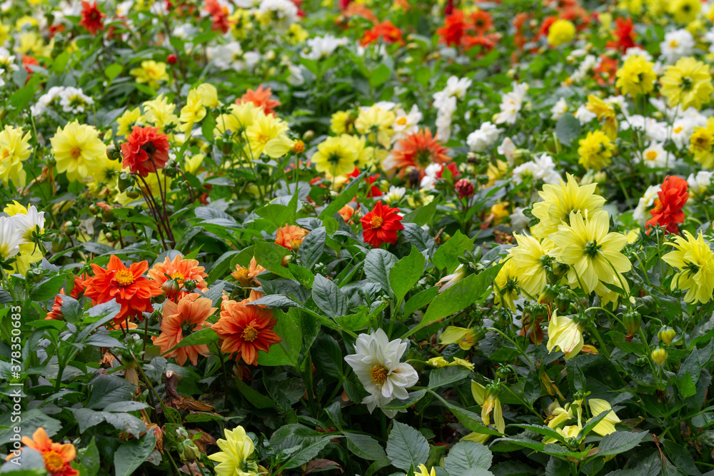 natural background of multicolored flowers on a garden bed