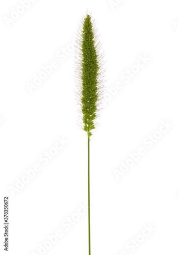 Ear of green foxtail grass, green bristlegrass, or wild foxtail millet isolated on white. Setaria viridis photo