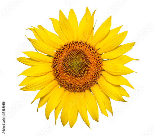 Yellow flower of sunflower isolated on white background