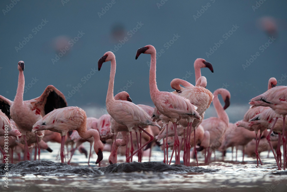 Lesser Flamingos in the morning light at Lake Bogoria, Kenya