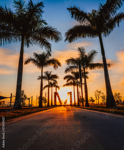 sunrise in the park beach palms sun tree florida miami 