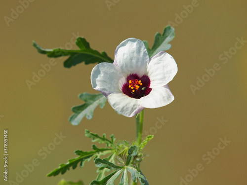 Flower-of-an-hour or bladder hibiscus white flower, Hibiscus trionum photo