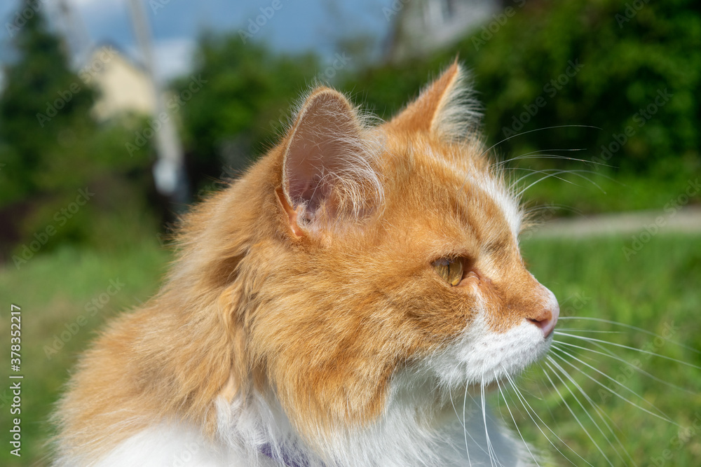 Portrait of a young red cat on a background of green grass and bushes. Pet in the country.