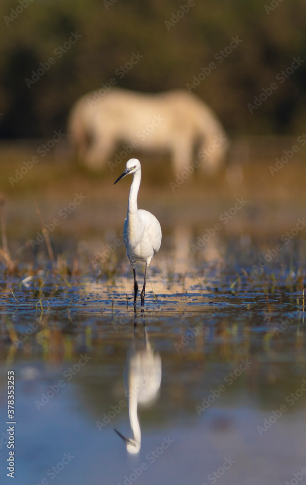 Garceta común (Egretta garzetta) con un caballo al fondo en el Parc Natural dels Aiguamolls de l'Empordà (Parque Natural de los Aiguamolls del Empordá) Castelló d'Empúries, Girona, Catalunya Garceta común (Egretta garzetta) con un caballo al fondo en el Parc Natural dels Aiguamolls de l'Empordà (Parque Natural de los Aiguamolls del Empordá) Castelló d'Empúries, Girona, Catalunya