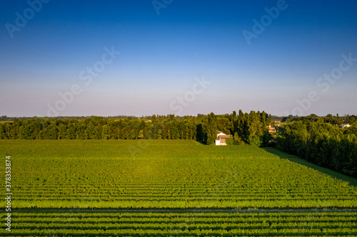 Vineyards, Italy, green, growing, Prosecco, Vine photo