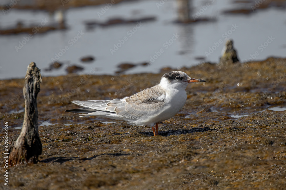 Common tern (sterna hirundo) in Danube Delta Romania. Wildlife in natural habitat Common tern (sterna hirundo) in Danube Delta Romania. Wildlife in natural habitat