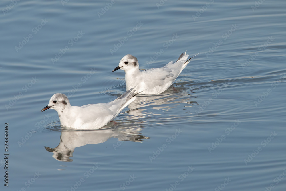 Close up of Little Gull (Hydrocoloeus minutus) Close up of Little Gull (Hydrocoloeus minutus)