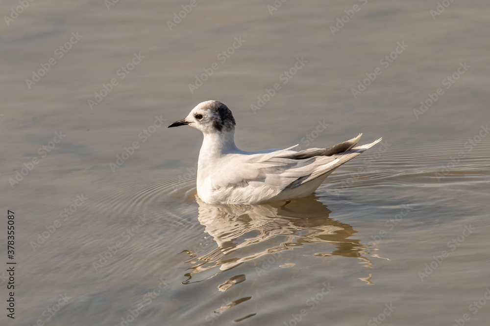 Close up of Little Gull (Hydrocoloeus minutus) Close up of Little Gull (Hydrocoloeus minutus)