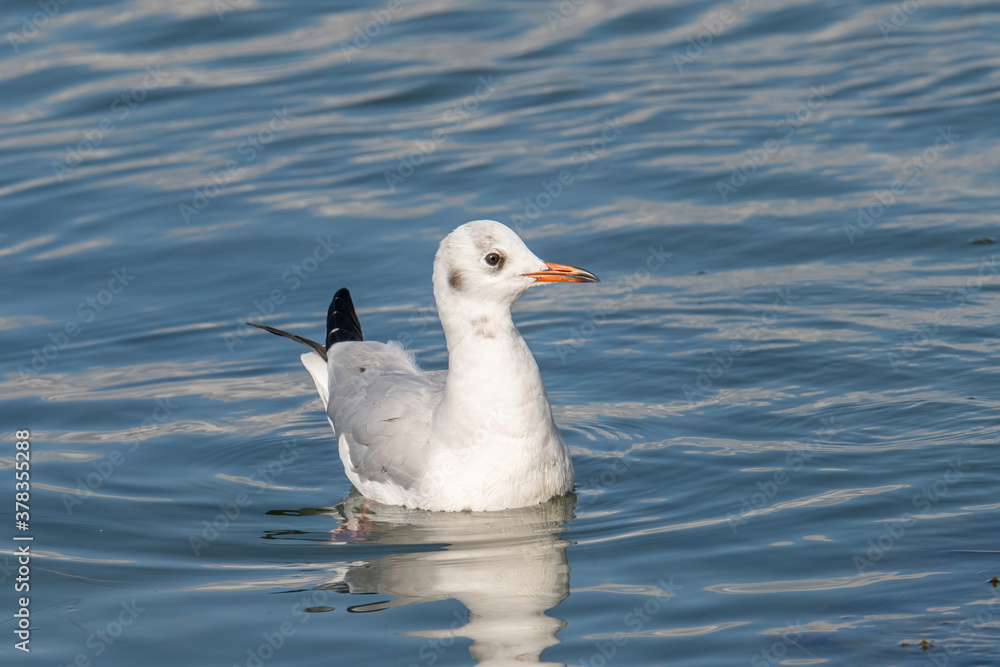 Close up of Black-headed gull (Chroicocephalus ridibundus) Close up of Black-headed gull (Chroicocephalus ridibundus)