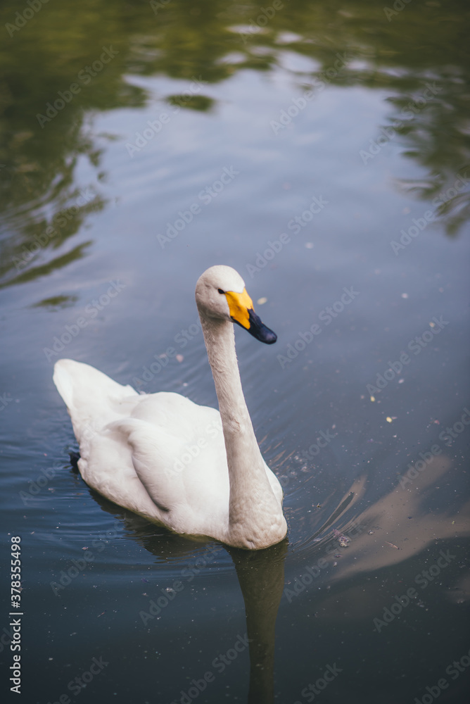 Obraz premium White Swan