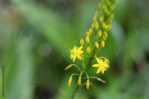 Bulbinella Flower photo